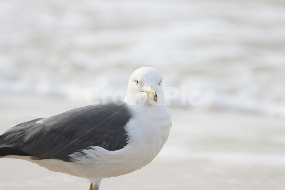 동물,새,물,갈매기,경계,주시,바다,동물,animal,조류,새,birds