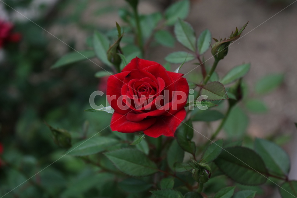 장미,꽃,빨강,rose,flower,red,식물,자연,plants,nature,꽃,flower