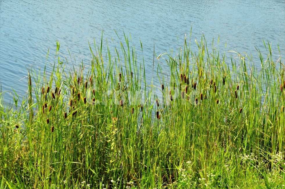 꼬마부들,벼목,부들과,습지식물,야생화,식물,자연,plants,nature