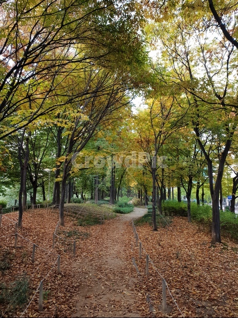 숲,산책,가을,햇살,낙엽,산책로,자연,가을,계절,fall,autumn,season,tree,나무,plant,식물,ground,바닥,tree trunk,나무 줄기