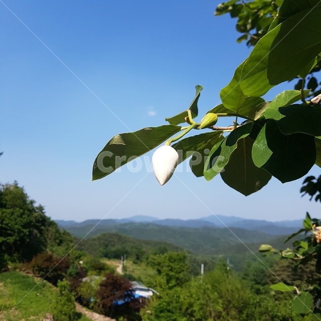 꽃,함박꽃나무,산목련,목란,북한국화