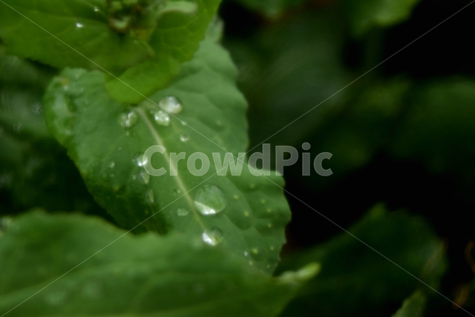 자연,식물,빗방울,비,촉촉한,시원한,신선한,nature,rain