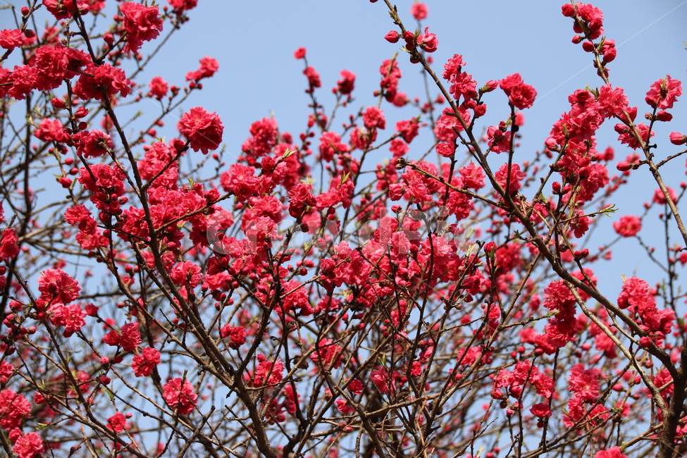 꽃,꽃나무,자연,풍경,수목원,식물,자연,plants,nature,꽃,flower