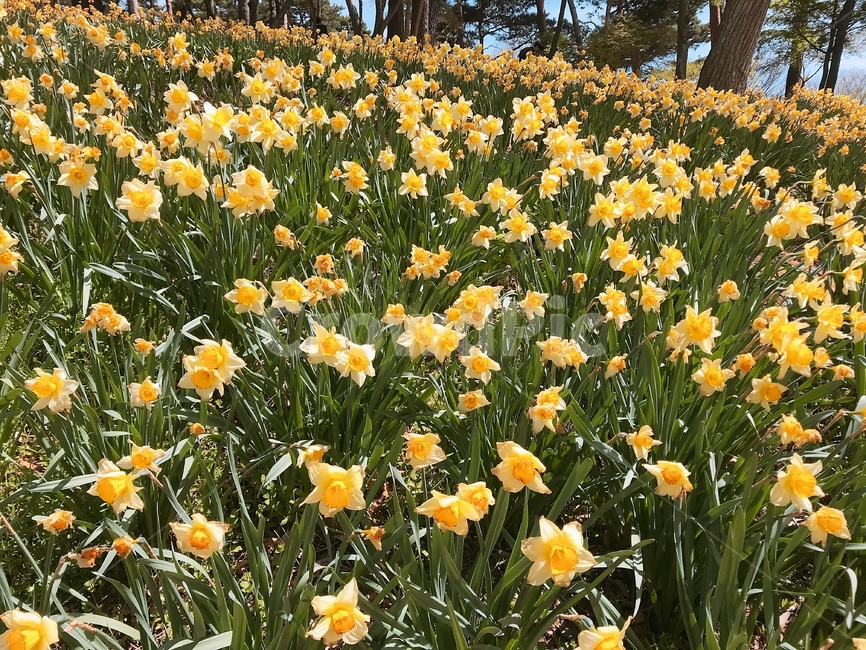 식물,꽃,수선화,노란색,flower,식물,자연,plants,nature,꽃,flower