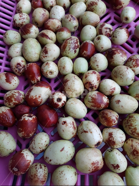 대추,먹음직스러운,탐스러운,채반,식물,plant,과일,열매,fruit