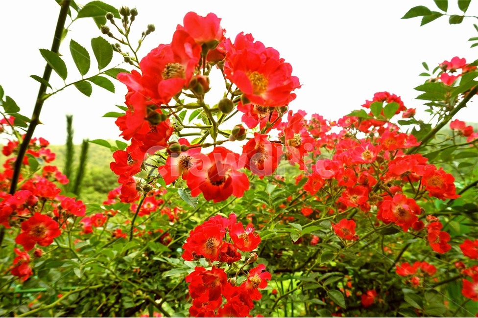 들꽃,꽃,산책,산책로,자연,wildflowers,flower,nature,trail,식물,자연,plants,nature,꽃,flower