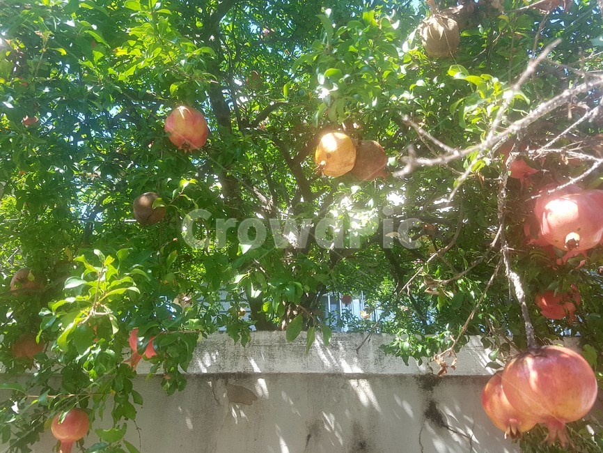 plant,식물,fruit,과일,food,음식,나무,과일나무,여름,청량함,살구나무
