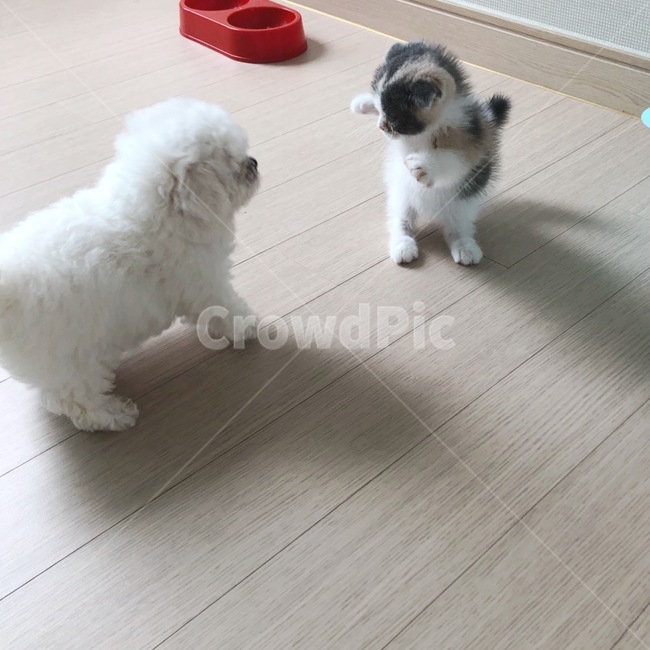 cat,dog,합사,새끼고양이,새끼강아지,강아지,고양이,먼치킨,먼치킨폴트,먼치킨킬트,바닥,pet