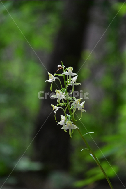 제비난초,야생화,생태,식물,자연,꽃,힐링,플라워,wildflower,flower,plants,nature,season,감성,느낌,emotion,feeling,초본,난초과,제비난초속,식물,자연,plants,nature,꽃,flower