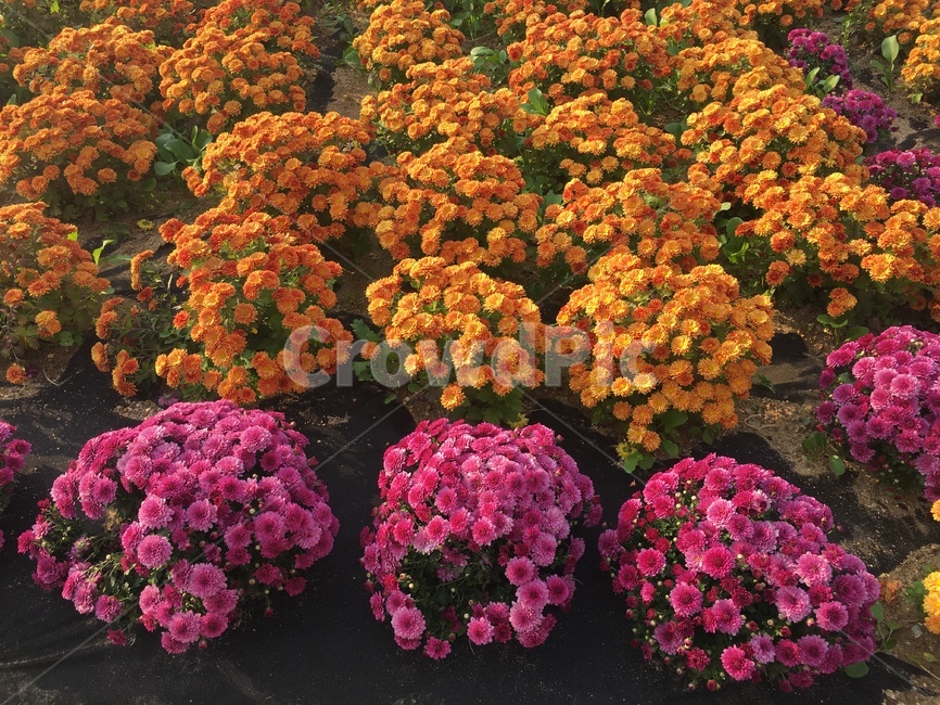 제라늄,주황색꽃,꽃,식물,분홍색