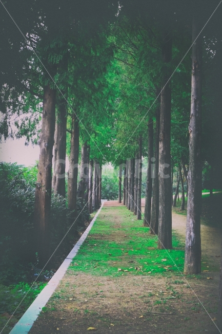 숲길,메타세콰이어길,감성사진,가을,그리움,감성,휴식,산책,나무,녹음,자연,풍경,nature,landscape,tree,plant,식물,path,통로,outdoors,옥외
