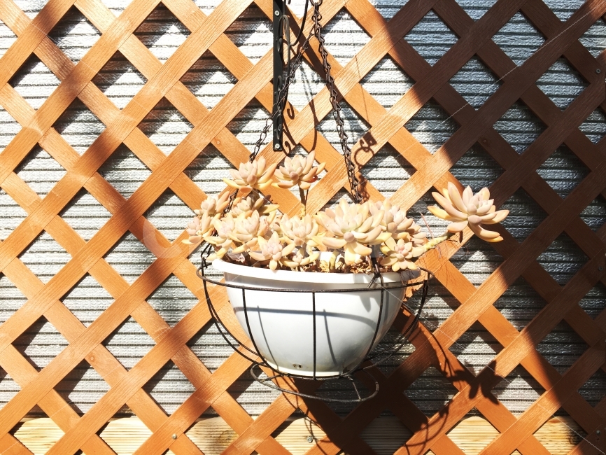 꽃,화분,빛,그림자,분위기,식물,자연,plants,nature,꽃,flower