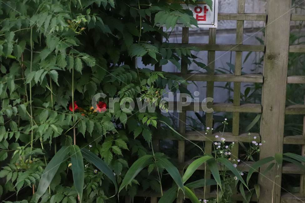 꽃,식물,plant,옥외,구조물,식물,자연,plants,nature