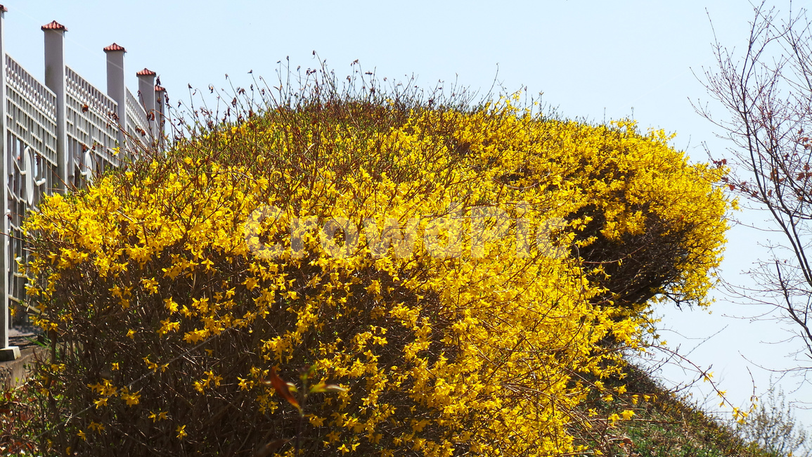 개나리꽃,개나리,plant,식물,노랑색