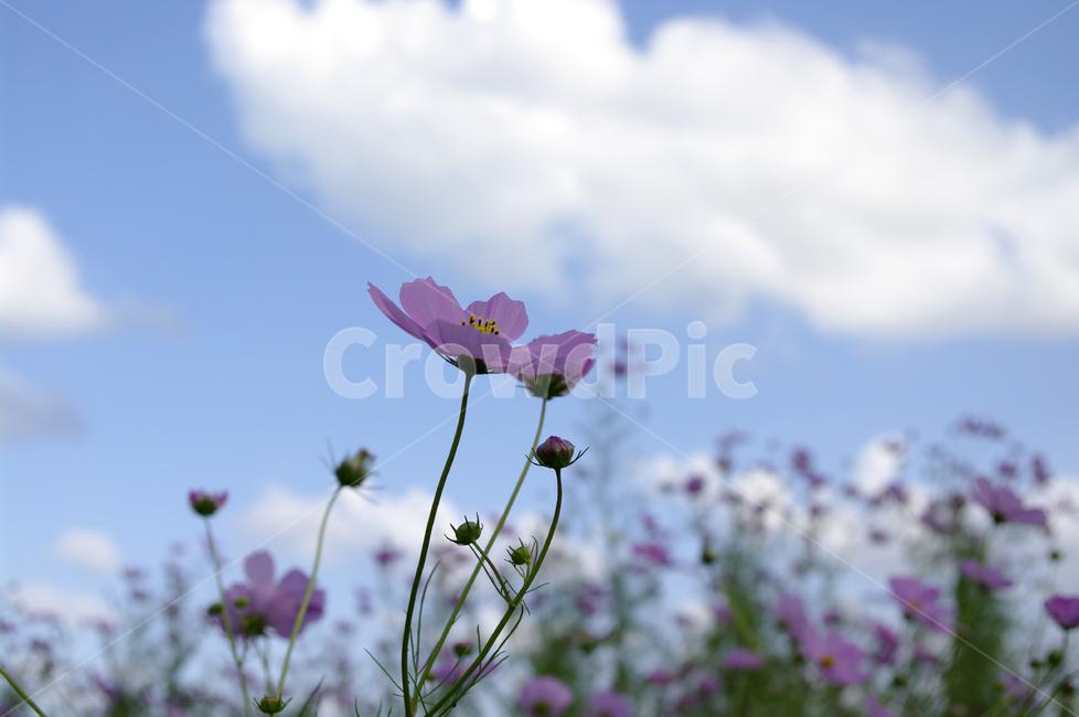코스모스,가을,꽃,식물,flower,가을,계절,fall,autumn,season,식물,자연,plants,nature,꽃,flower,plant