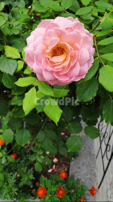 rose,장미,식물,꽃,flower