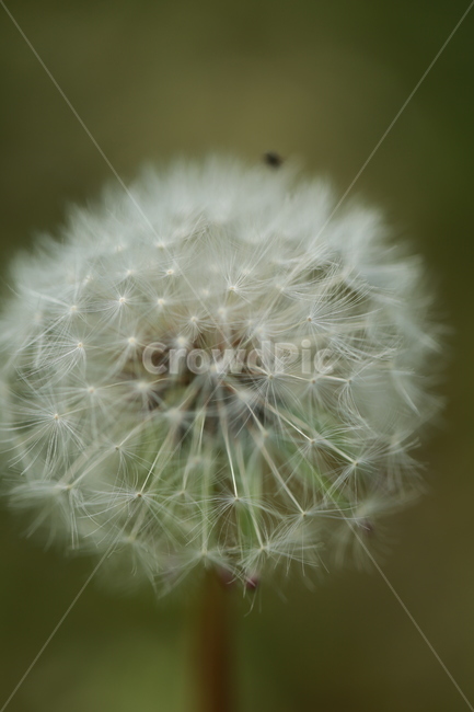 양귀비꽃,민들레,민들레홀씨,봄,들판,식물,자연,plants,nature,꽃,flower