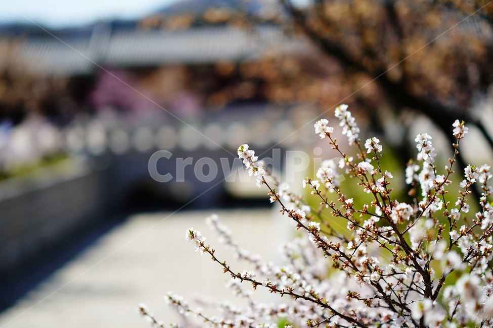 경복궁,매화,꽃,flower,palace,궁궐,건축물,architecture