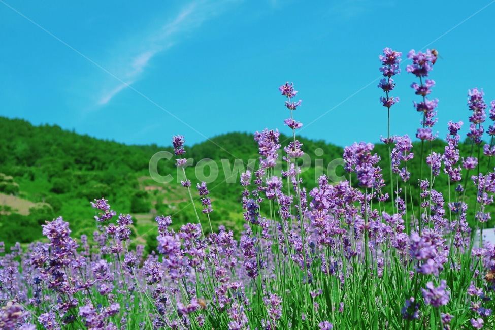 라벤더,보라색꽃,보라색,라벤더축제,향기꽃,식물,자연,plants,nature,꽃,flower