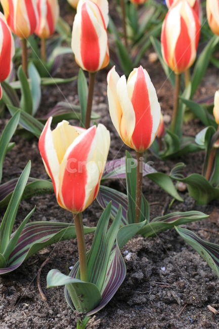 꽃,정원,튤립축제,식물,꽃밭,튤립,줄무늬튤립,flower,garden,tulip,cutetulip,식물,자연,plants,nature,꽃,flower