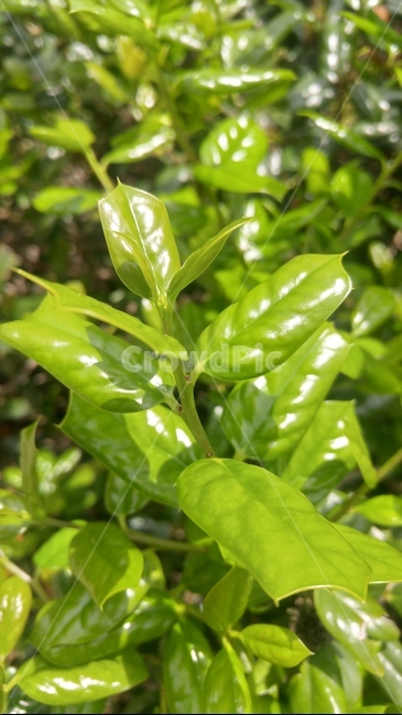 plant,식물,spinach,vegetable,호랑가시,나무,녹색,푸른