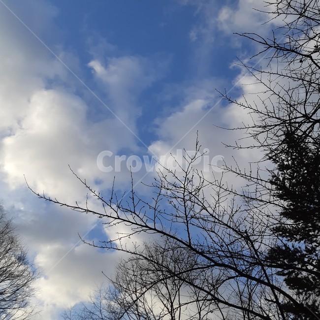 가을,하늘,가을하늘,구름,나무,blue,sky