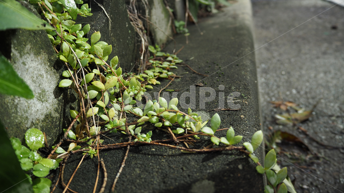 식물,야외,그린,plants,outdoors,green,식물,자연,plants,nature