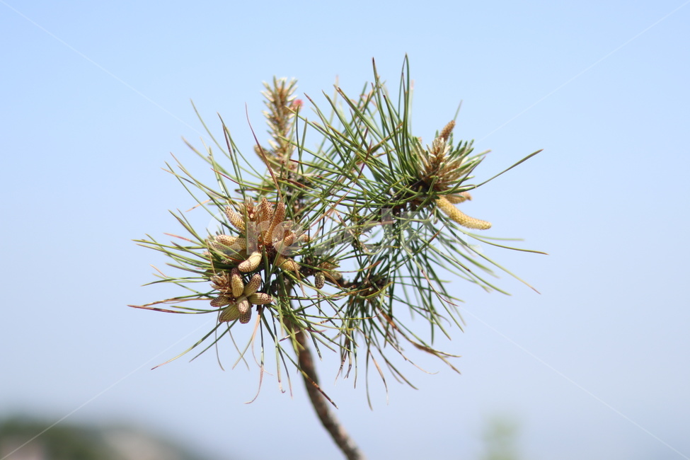소나무,송진,봄,맑음,초록,식물,자연,plants,nature,꽃,flower