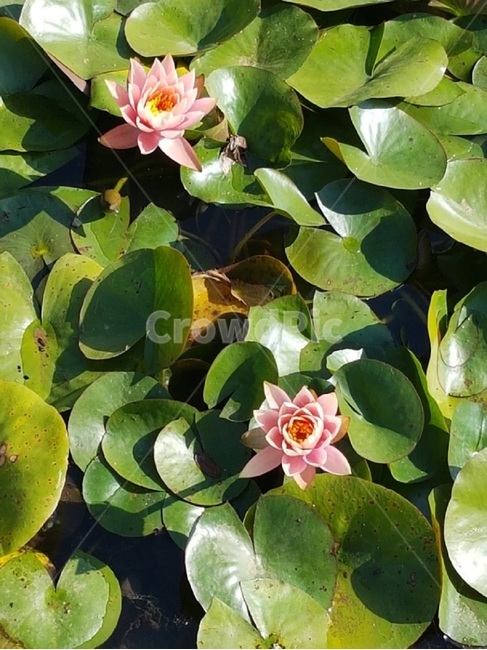 연꽃,꽃,자연,풍경,NATURE,봄,계절,spring,season,식물,자연,plants,nature,꽃,flower,plant,blossom
