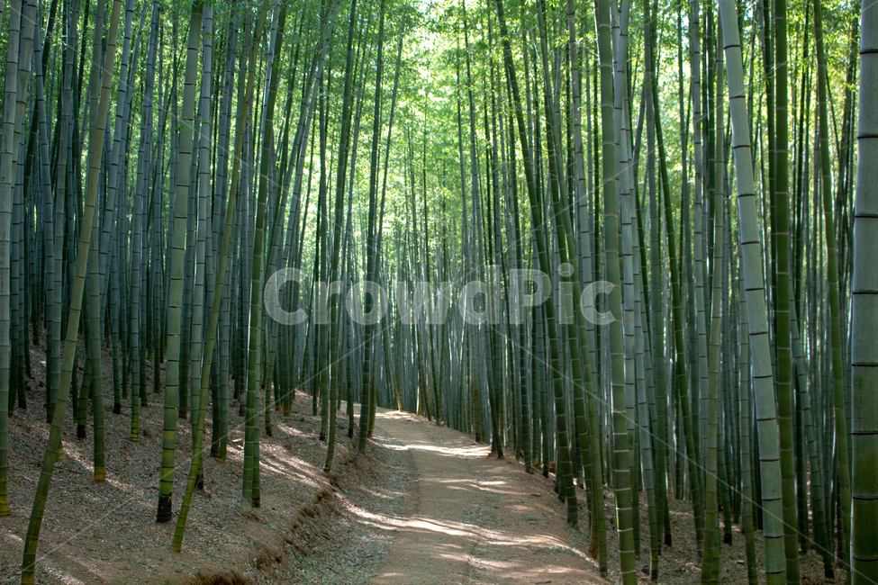 대나무,대숲,대나무길,숲,나무,울창,대나무숲,자연,자연,풍경,nature,landscape,plant,식물