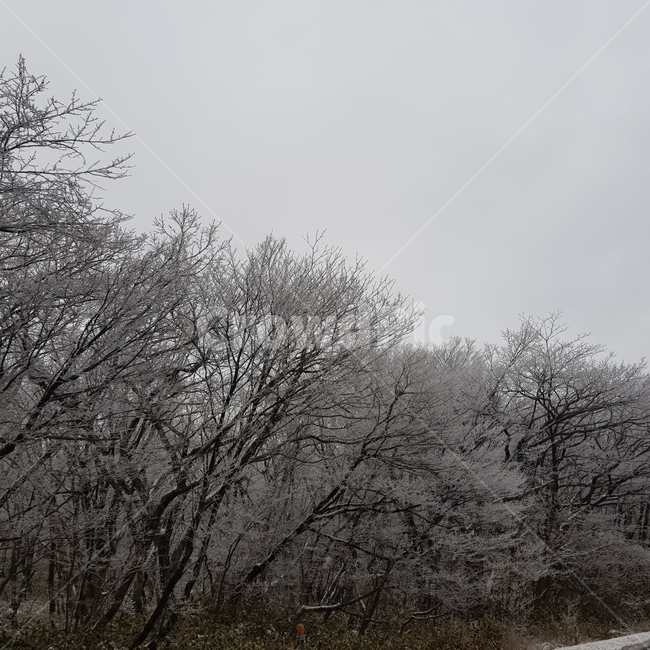 눈,겨울,나무,snow,winter,겨울,계절,winter,season