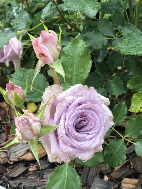 장미,꽃,장미꽃,식물,아웃포커싱,풍경,풍경사진,봄,계절,spring,season,식물,자연,plants,nature,꽃,flower,plant,blossom,rose
