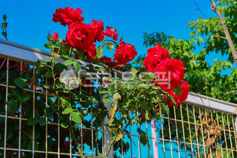 장미,꽃,풍경,로제,장미꽃