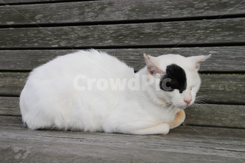 고양이,낮잠,벤치,동물,cat
