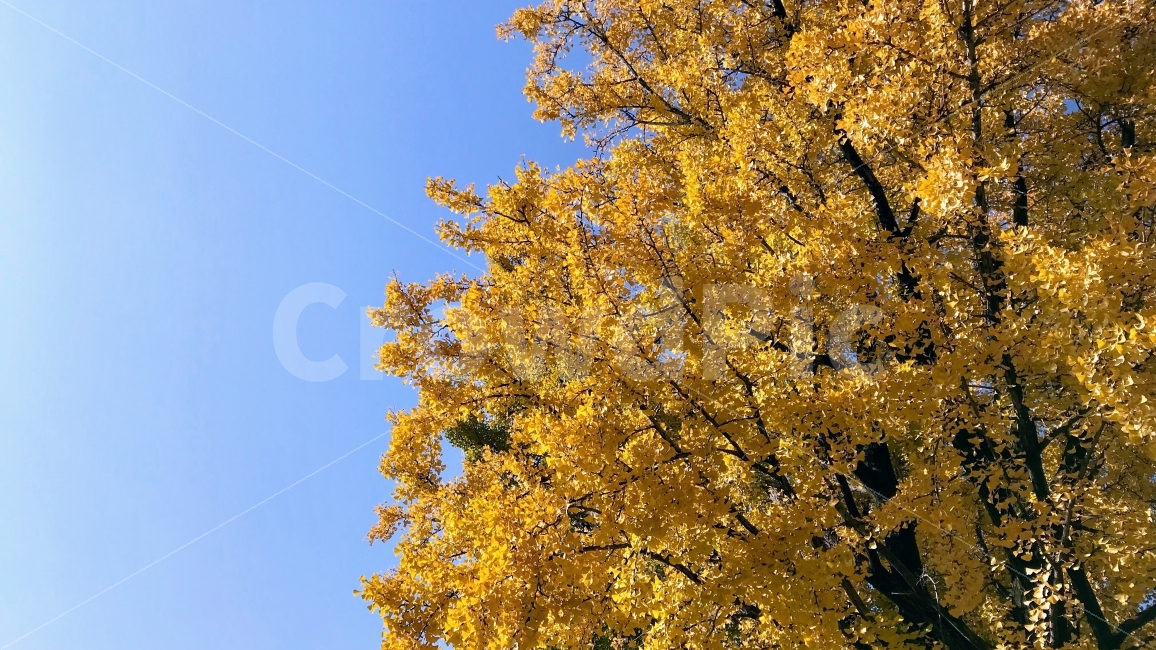 가을,가을사진,단풍,은행나무,감성사진,가을,계절,fall,autumn,season,식물,자연,plants,nature,나무,trees,wood,tree,plant