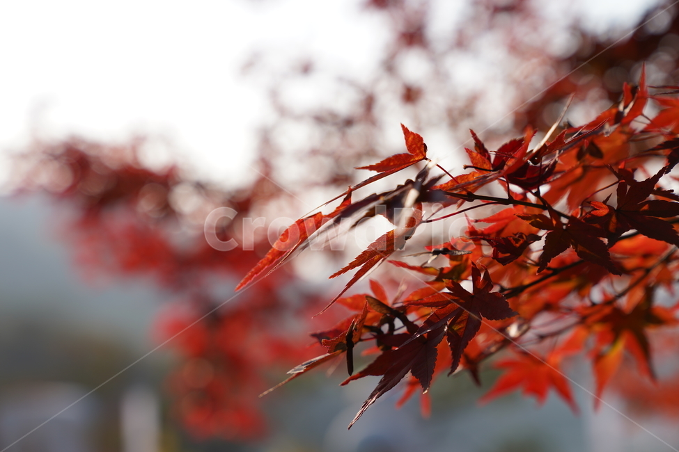 단풍,나무,붉은단풍,식물,가을,가을,계절,fall,autumn,season,leaf,잎,plant,tree
