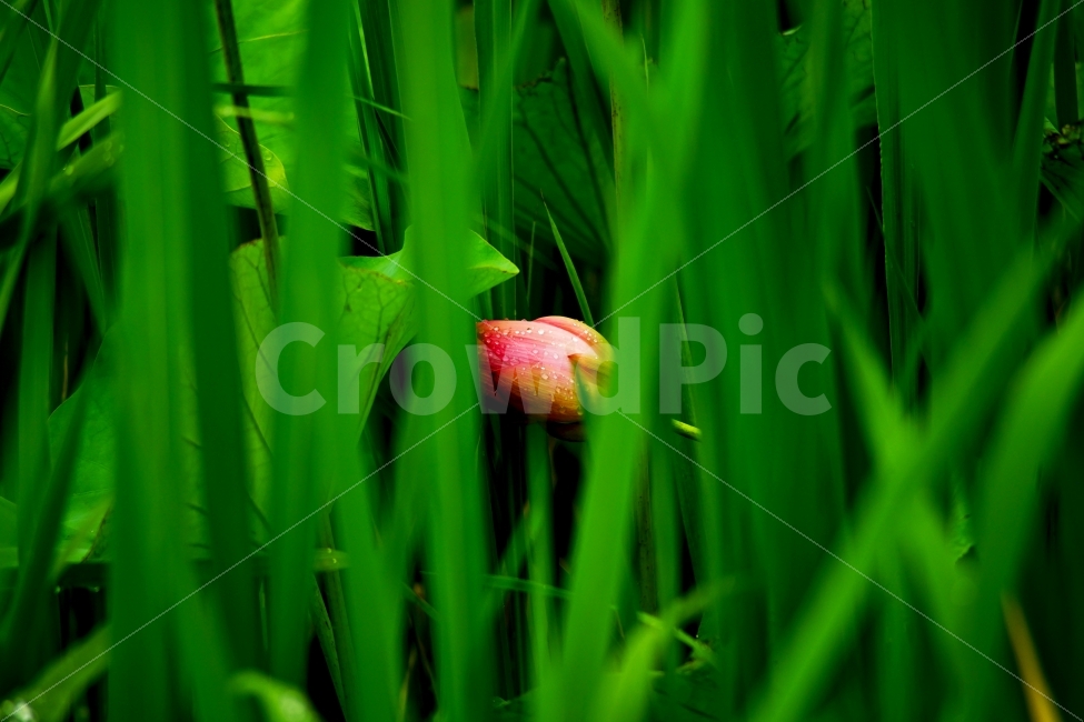 식물,연꽃,연잎,풀,이슬,자연,꽃,식물,자연,plants,nature,꽃,flower