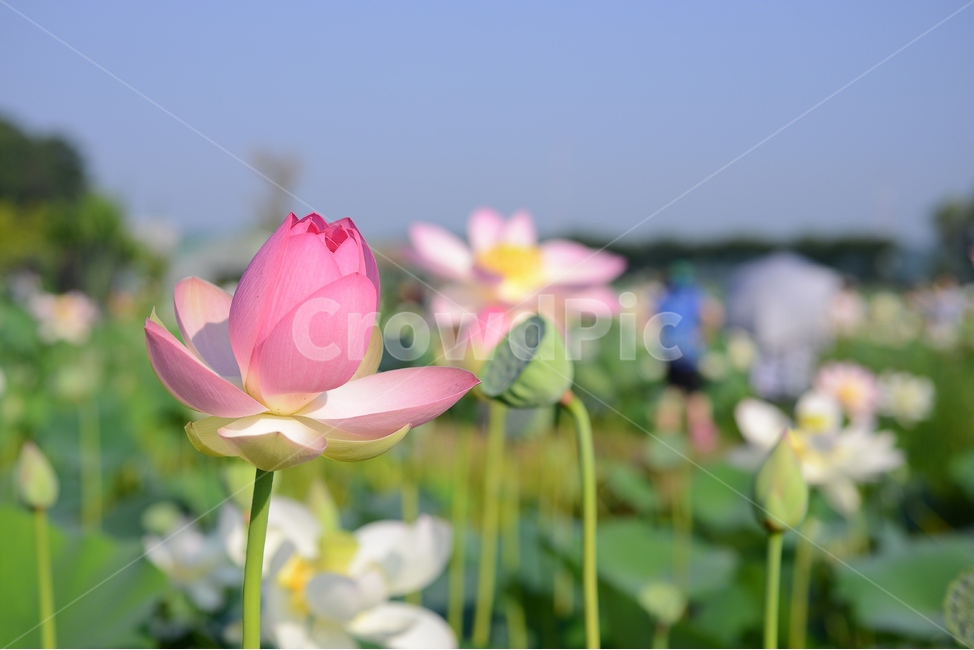 자연,꽃,연꽃,연잎,관곡지,연꽃테마파크,핑크,그린,식물,자연,plants,nature,꽃,flower