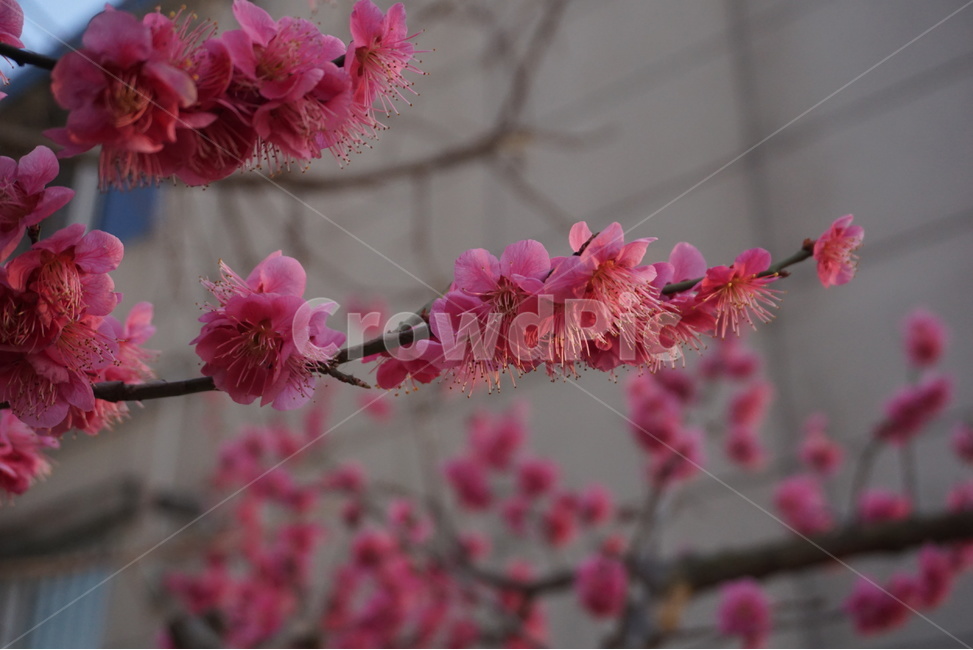 봄,봄꽃,봄의전령사,감성사진,느낌사진,봄사진,봄이오는소리,매화,홍매화,spring,flower,봄,계절,spring,season,식물,자연,plants,nature,꽃,flower,plant