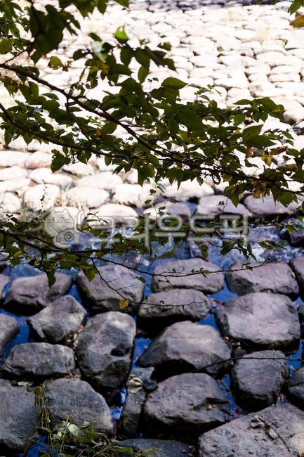 계곡,물,돌,나뭇잎,징검다리