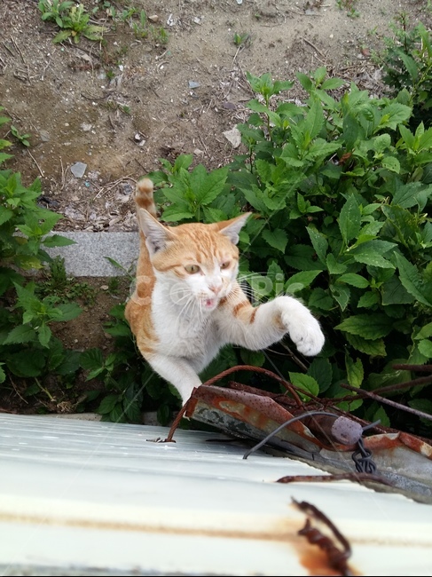 길고양이,고양이,노랑고양이,귀여움,풀,마당