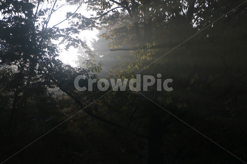 햇빛,플레어,sunlight,빛내림,light,날씨,nature,빛,weather,자연,자연,풍경,nature,landscape