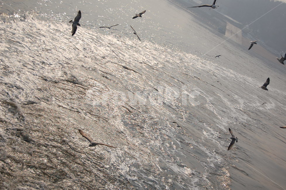 갈매기,바다,파도,자연,배,동물,animal,조류,새,birds