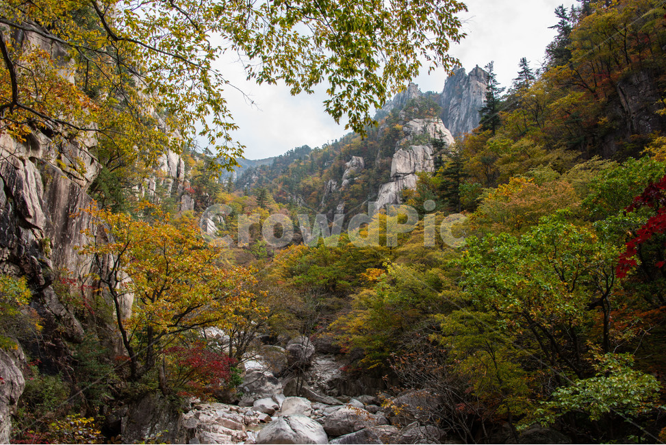 설악산,국립공원,가을,단풍,천불동계곡,가을,계절,fall,autumn,season,자연,풍경,nature,landscape,한국자연풍경,한국자연경관,korea nature landscape,outdoors,옥외,water,물,stream,흐름,creek,작은 만,tree,나무,plant,식물