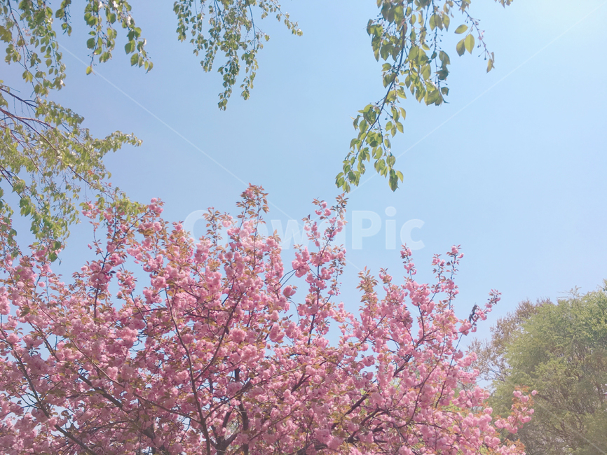 봄,spring,벚꽃,cherryblossoms,나무,tree,한국,korea,분위기있는,예쁜,beautiful,공원,park,봄,계절,spring,season,plant,식물,flower,꽃,blossom