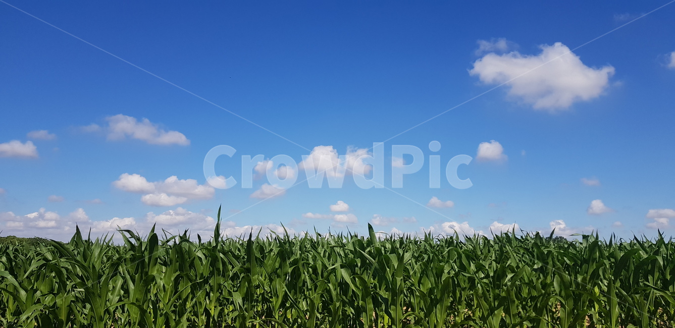 하늘,옥수수밭,옥수수,풍경,경치,화창한날,맑음,푸른하늘,밭,자연,view,sky,corn,maize,sunny