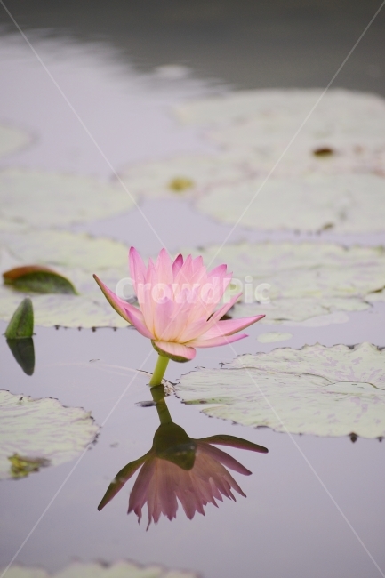 수련,연꽃,반영,물,자연,꽃,연잎,분홍,초록,식물,자연,plants,nature,꽃,flower