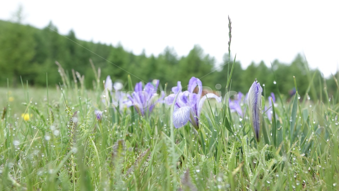 자연,grass,green,초록,nature,야생화,flower,blossom,꽃,이슬,초원