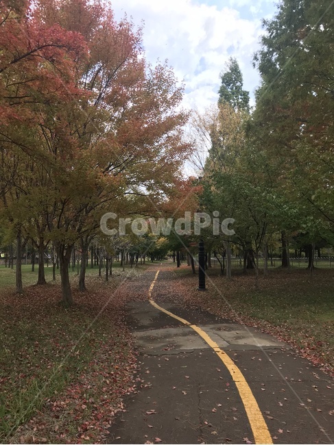 가을,낙엽,단풍,자연,평화,오솔길,가을길,나무,가을,계절,fall,autumn,season,자연,풍경,nature,landscape,asphalt,아스팔트,plant,식물,tree,road,도로