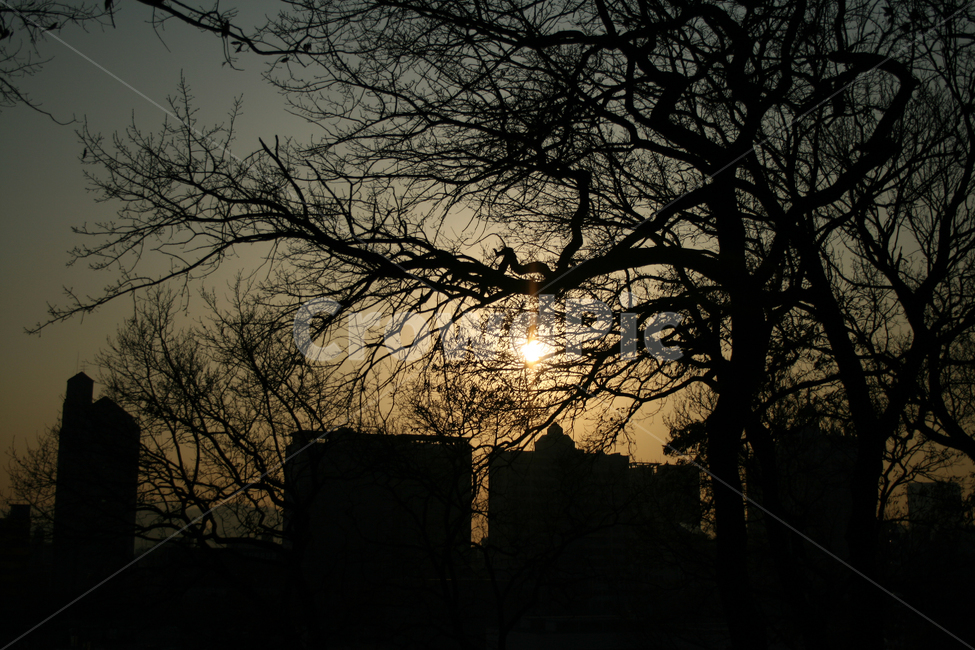 일몰,노을,하늘,나무,그림자,빛,식물,자연,plants,nature,나무,trees,wood,실루엣,그림자,silhouette,shadow